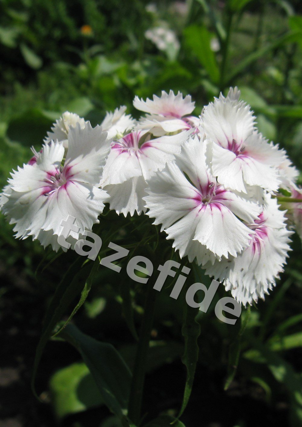 Zinnia Çiçek Tohumu 25 adet Tohum