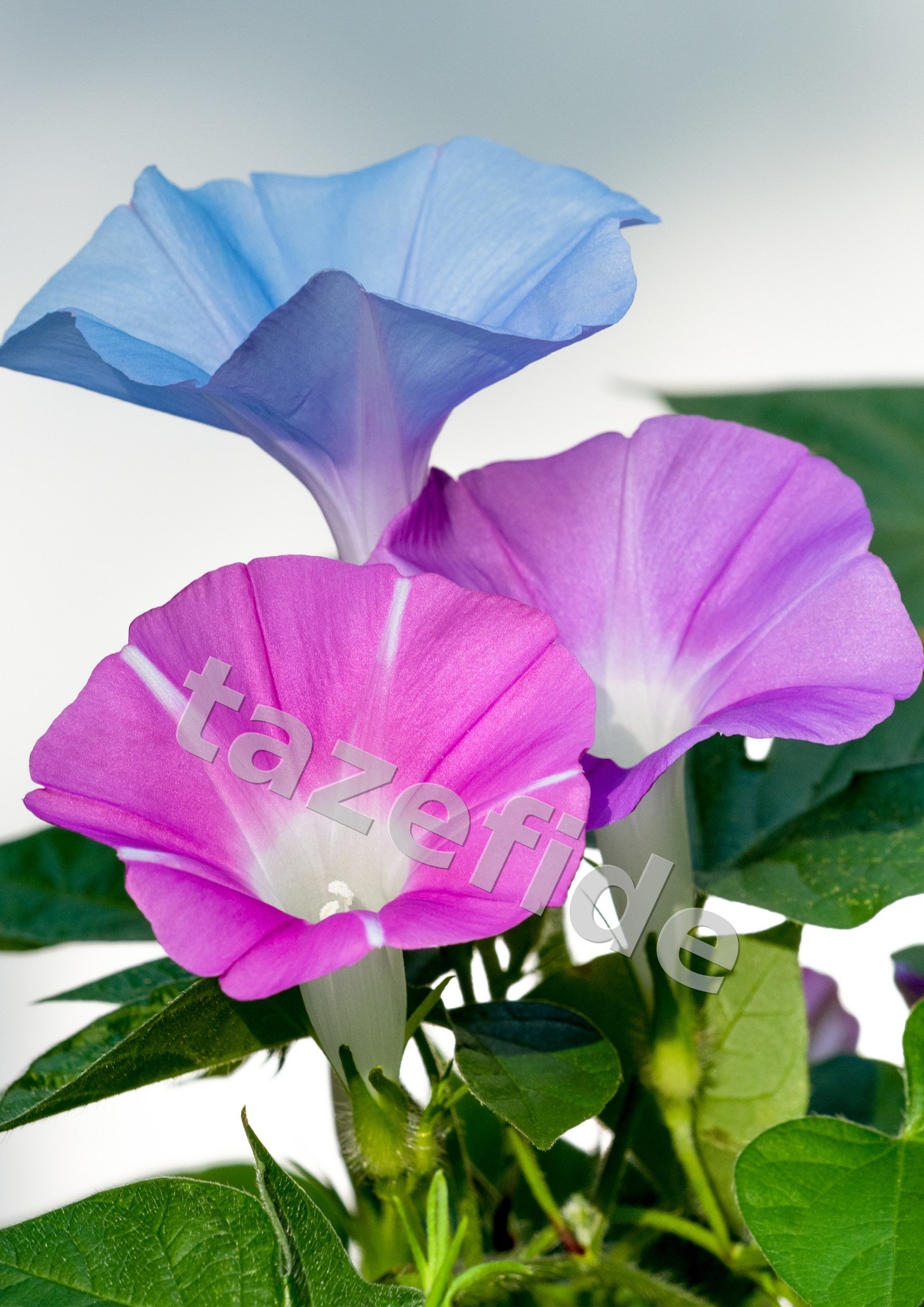 Karanfil Tohumu 25 adet Tohum ek görsel