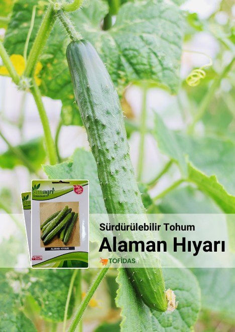 AĞAÇ FİDAN VİYOLÜ 45 GÖZ FİDAN  VİYOLÜ