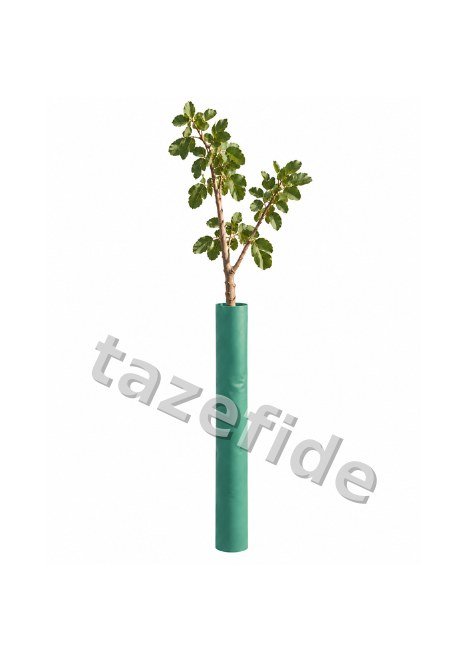 Kırkağaç Kavun (637 Altınbaş) 5 gr