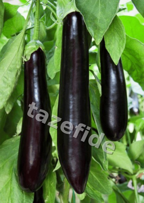 Süs Biberi Yukarı Bakan 5 gr