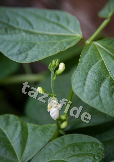 Bakla Tohumu 25 gr