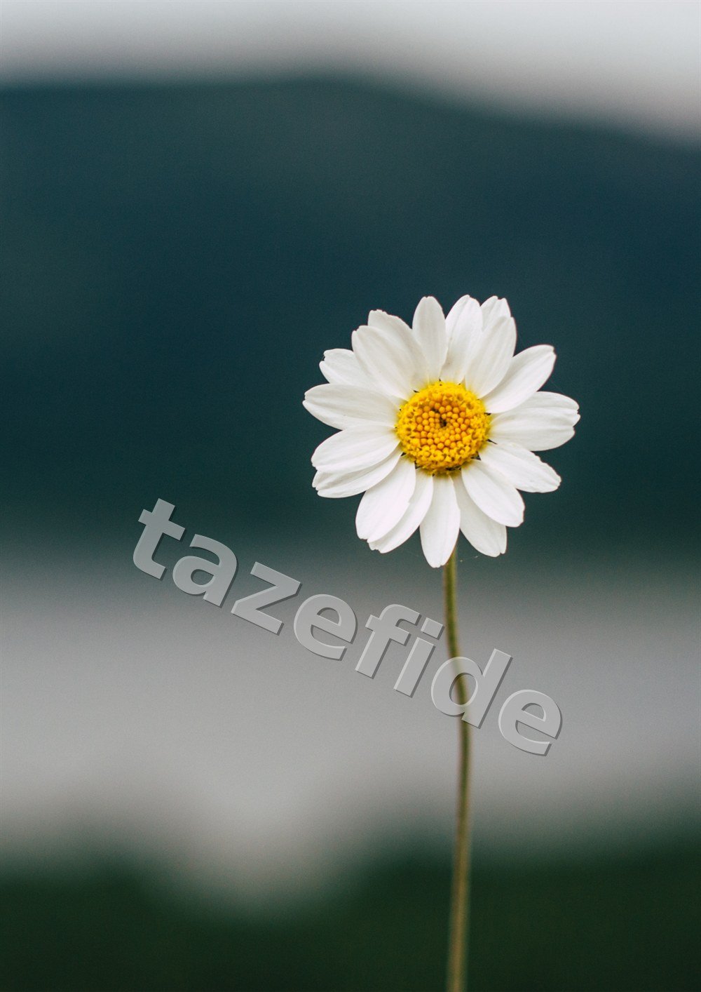 Mine Çiçeği Tohumu 10 adet tohum