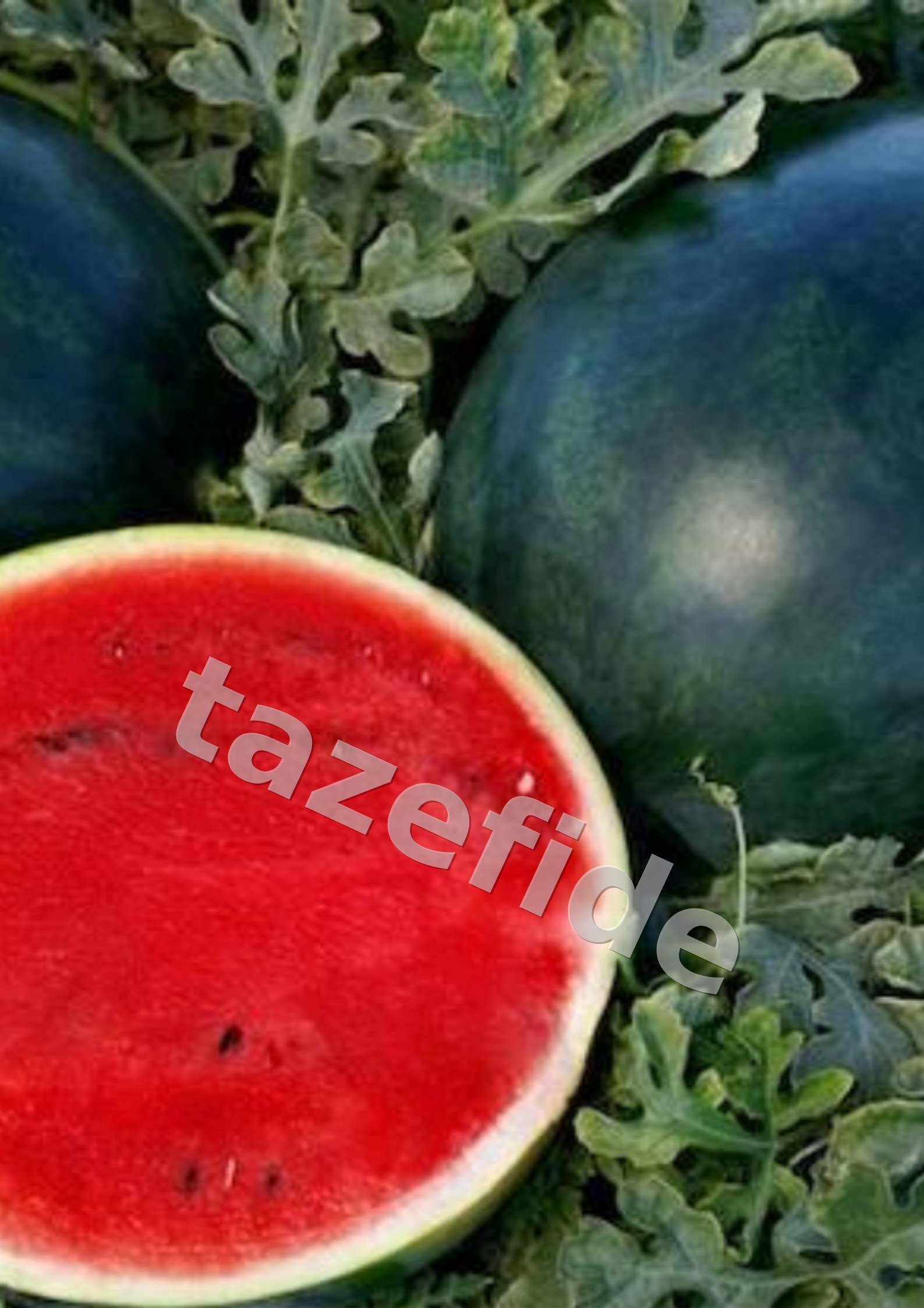 Şebboy Çiçeği Tohumu 25 Adet Tohum