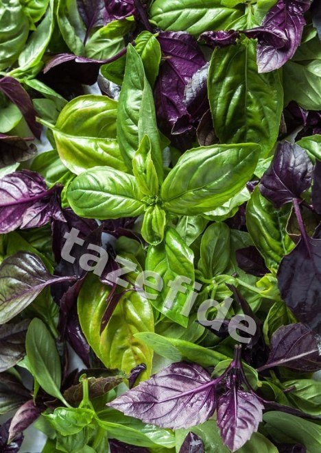 Meadow Çim Tohumu 10 kg