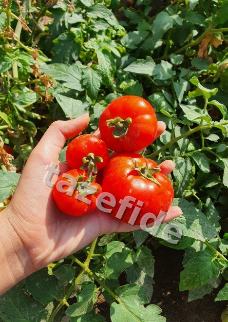 Kemer Patlıcan Tohumu 5 gr