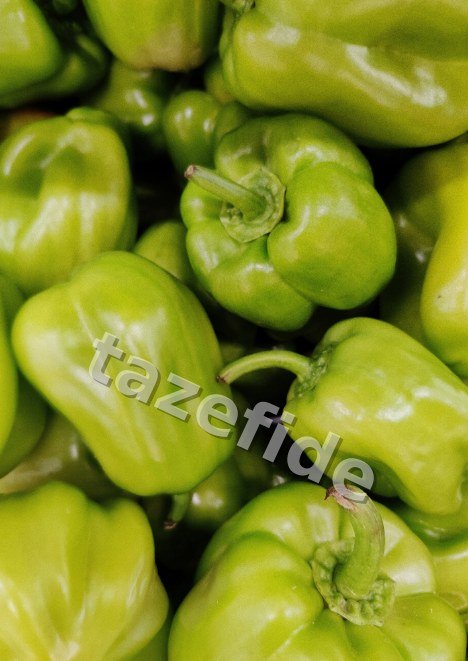 Kıl Tatlı Biber Tohumu 5 gr