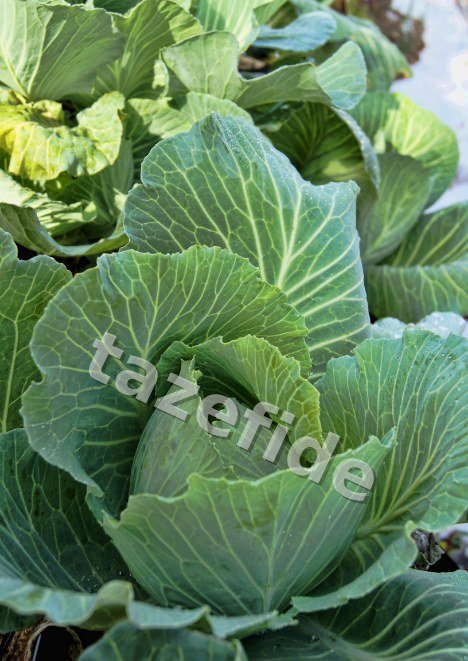 Mor Havuç Tohumu 3 gr