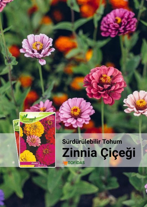 Horoz İbiği Çiçeği Tohumu 50 adet tohum