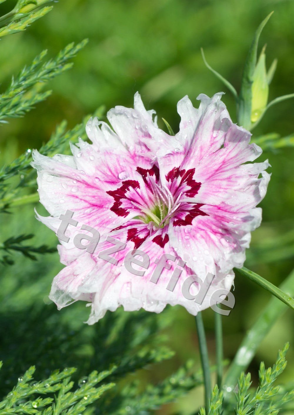 Zinnia Çiçek Tohumu 25 adet Tohum ek görsel